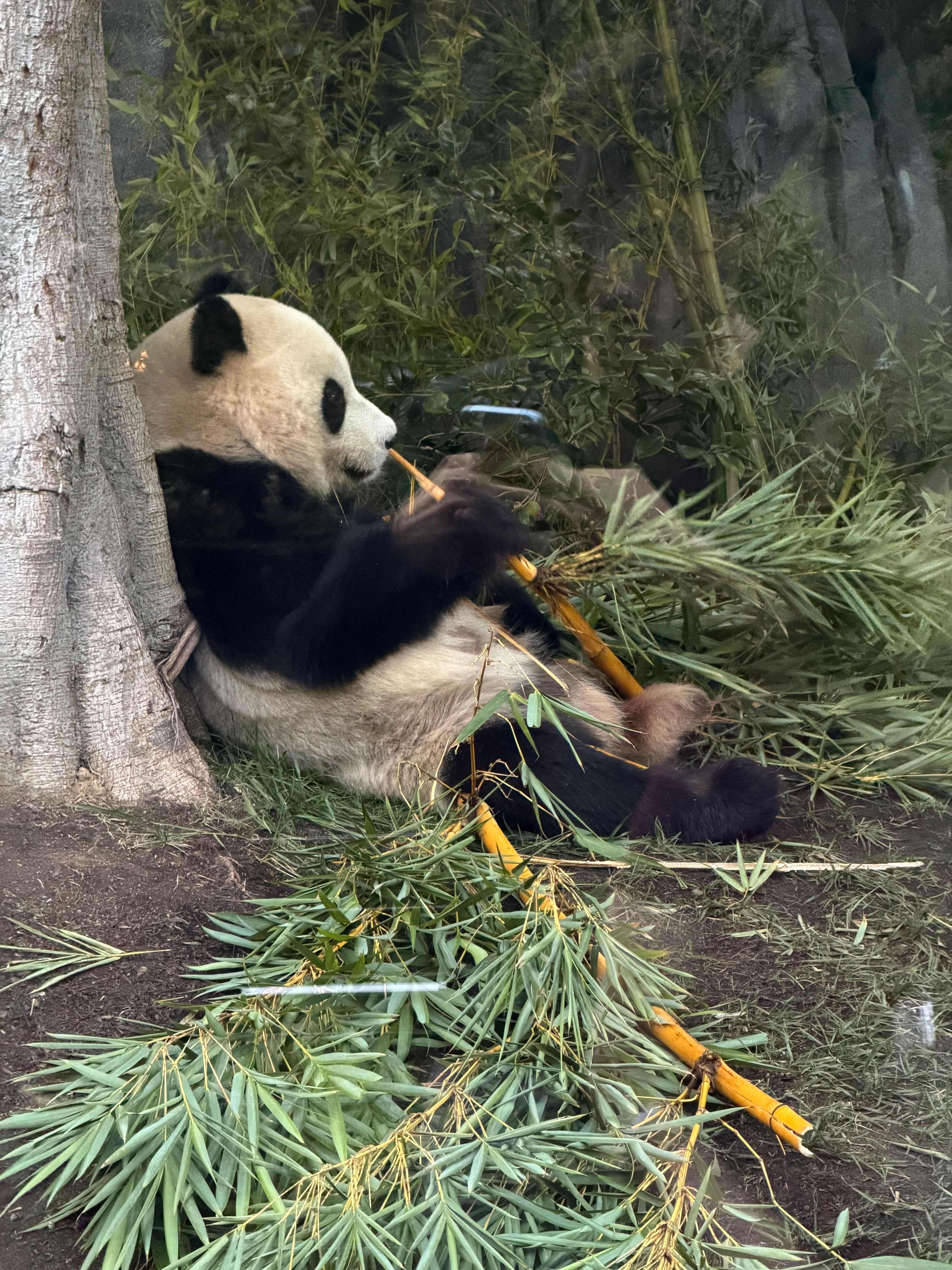 San Diego Zoo Panda Exhibit